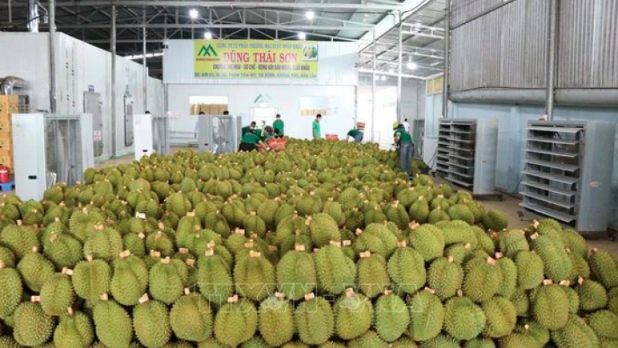 Favourable conditions in place for stronger fruit exports